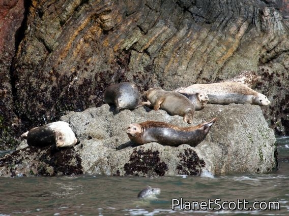 harbor seal (Phoca vitulina) 