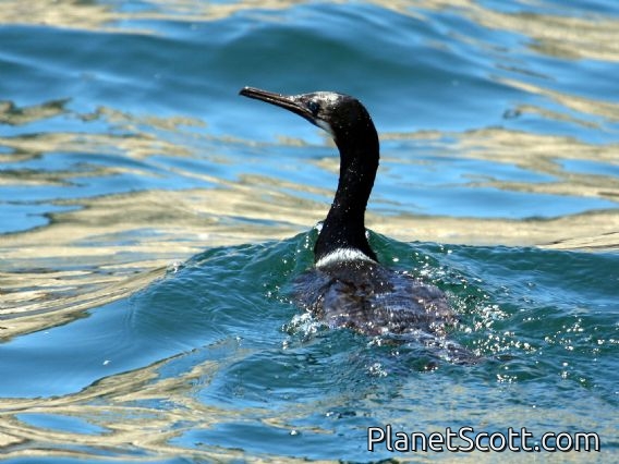 Brandt's Cormorant (Phalacrocorax penicillatus)