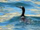 Brandts Cormorant (Phalacrocorax penicillatus) 
