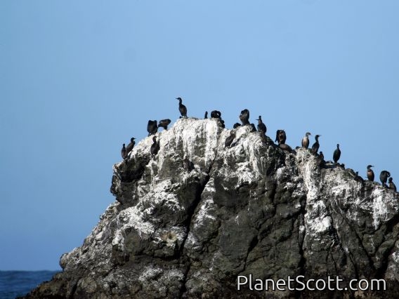 Brandt's Cormorant (Phalacrocorax penicillatus)