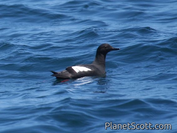 Pigeon Guillemot (Cepphus columba)