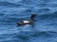 Pigeon Guillemot (Cepphus columba)