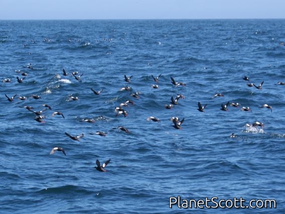 Pigeon Guillemot (Cepphus columba)