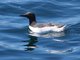 Common Murre (Uria aalge)