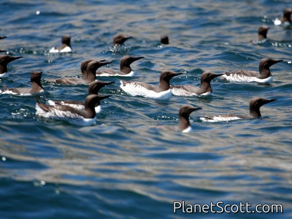 Common Murre (Uria aalge)
