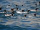 Common Murre (Uria aalge)
