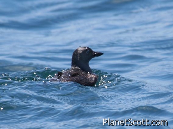 Cassin's Auklet (Ptychoramphus aleuticus)