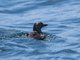 Cassin's Auklet (Ptychoramphus aleuticus)