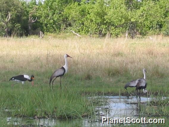 Wattled Crane (Bugeranus carunculatus)