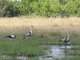 Wattled Crane (Grus carunculatus)
