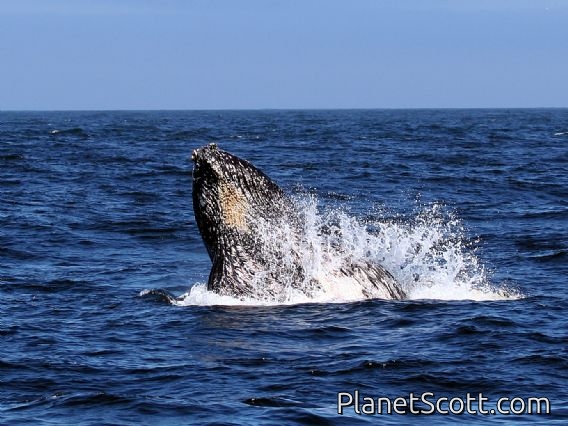 humpback whale (Megaptera novaeangliae)