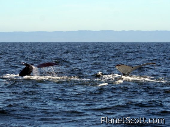 humpback whale (Megaptera novaeangliae)