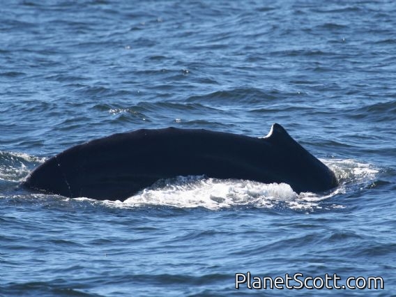 humpback whale (Megaptera novaeangliae)
