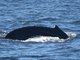 humpback whale (Megaptera novaeangliae)