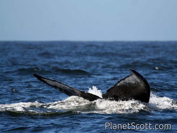 humpback whale (Megaptera novaeangliae)