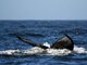 humpback whale (Megaptera novaeangliae)