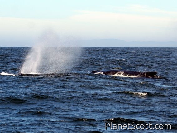 humpback whale (Megaptera novaeangliae)