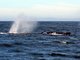 humpback whale (Megaptera novaeangliae)