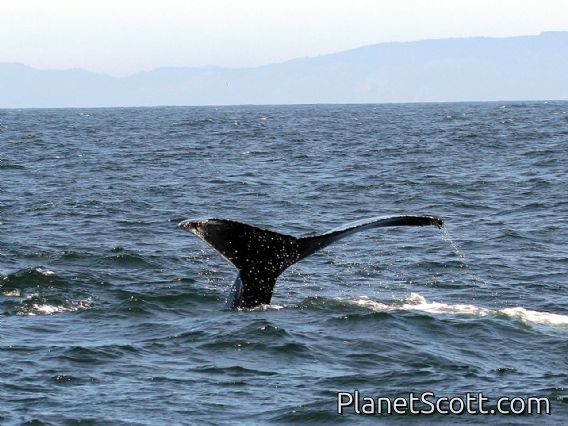 humpback whale (Megaptera novaeangliae)