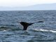 humpback whale (Megaptera novaeangliae)