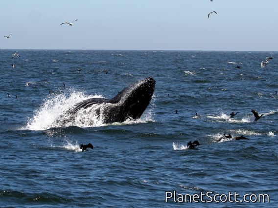 humpback whale (Megaptera novaeangliae)