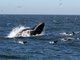 humpback whale (Megaptera novaeangliae)