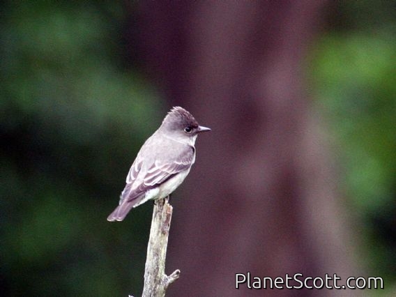 Western Wood-Pewee (Contopus sordidulus)