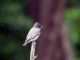 Western Wood-Pewee (Contopus sordidulus) 