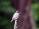 Western Wood-Pewee (Contopus sordidulus)