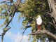 African Fish Eagle, Botswana