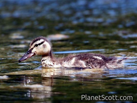 Mallard (Anas platyrhynchos) Juvenile