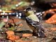 Lesser Goldfinch (Carduelis psaltria)