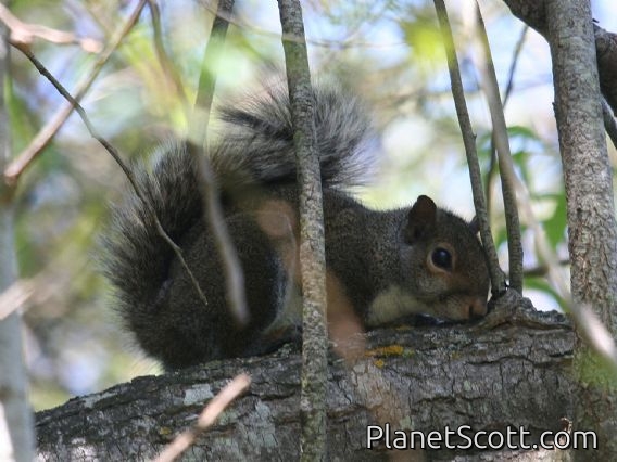 Eastern Gray Squirrel (Sciurus carolinensis)