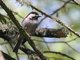 Chestnut-backed Chickadee (Parus rufescens)