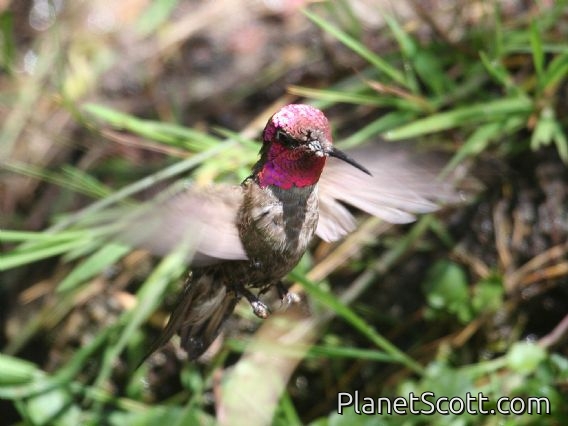 Anna's Hummingbird (Calypte anna) Male in Flight