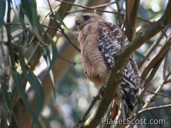 Red-shouldered Hawk (Buteo lineatus)