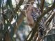 Red-shouldered Hawk (Buteo lineatus)