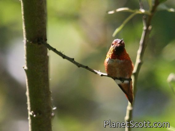 Allen's Hummingbird (Selasphorus sasin)