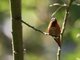 Allen's Hummingbird (Selasphorus sasin)