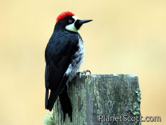 Acorn Woodpecker (Melanerpes formicivorus)