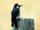 Acorn Woodpecker (Melanerpes formicivorus) 