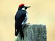 Acorn Woodpecker (Melanerpes formicivorus)