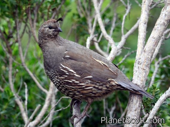 California Quail (Callipepla californica) Female