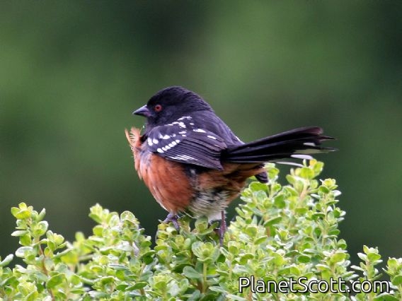 Spotted Towhee (Pipilo erythrophthalmus)
