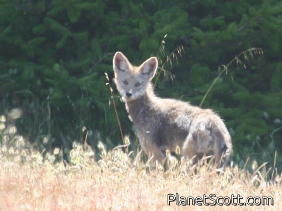 coyote (Canis latrans)