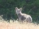coyote (Canis latrans)