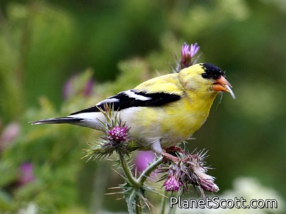 American Goldfinch (Carduelis tristis) Male