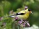 American Goldfinch (Carduelis tristis) Male
