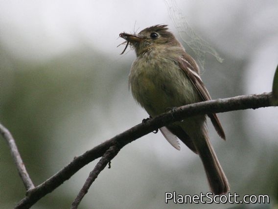 Western Flycatcher (Empidonax difficilis)