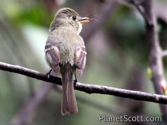 Western Flycatcher (Empidonax difficilis)